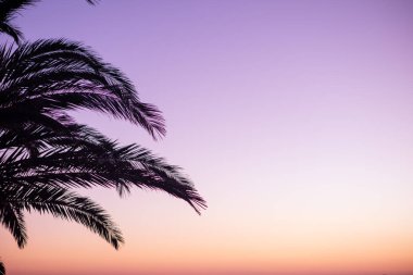 Güneşin doğuşuna karşı palmiye yaprakları