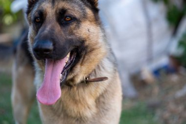 Dili dışarı çıkmış Alman çoban köpeği.