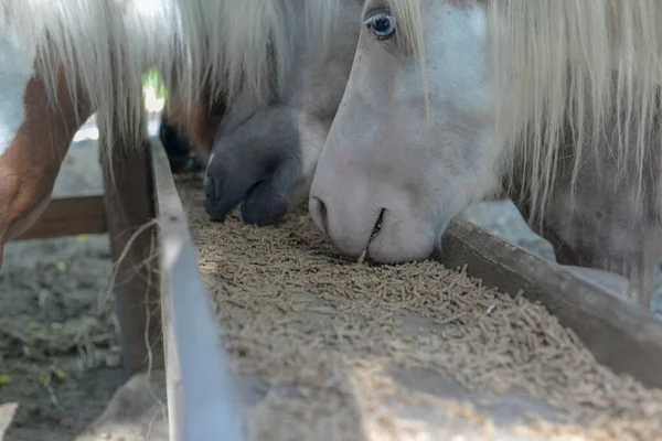 Horses feeding in barn