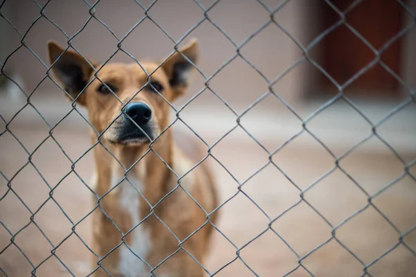 Dog looking through chain link fence — Stock Photo, Image