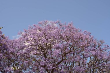 Jacaranda ağacı baharda çiçek açtı