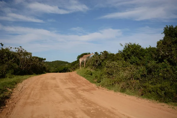 Droga w parku narodowym z żyrafą na końcu — Zdjęcie stockowe