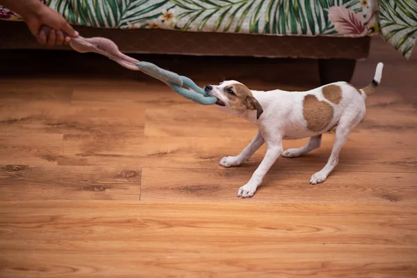 Puppy playing tug of war with owner