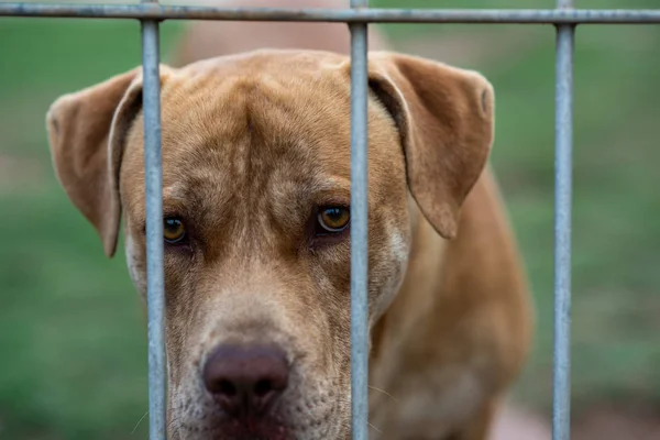 Sad looking pitbull looking through gate — Stock Photo, Image