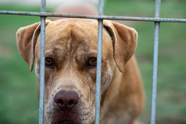 Sad looking dog looking through fence — Stock Photo, Image