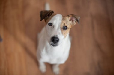 Ahşap zeminde oturan köpek yavrusunun portresi