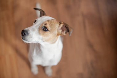 Ahşap zeminde oturan köpek yavrusunun portresi