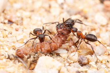 Ant life, macro photography  clipart