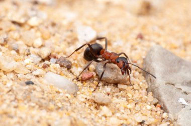 Karınca yaşamı, makro fotoğrafçılık 
