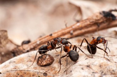 Karınca yaşamı, makro fotoğrafçılık 