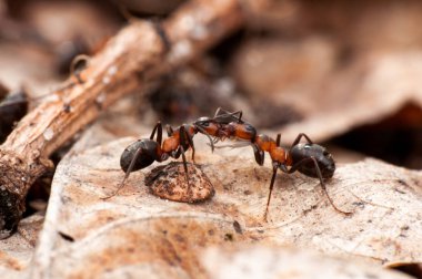 Karınca yaşamı, makro fotoğrafçılık 