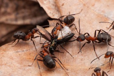 Karınca yaşamı, makro fotoğrafçılık 