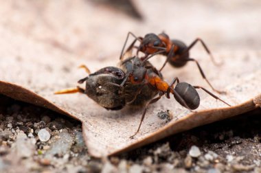 Karınca yaşamı, makro fotoğrafçılık 