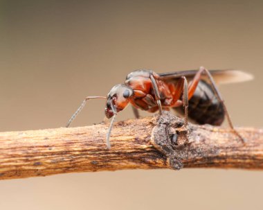 Karınca yaşamı, makro fotoğrafçılık 