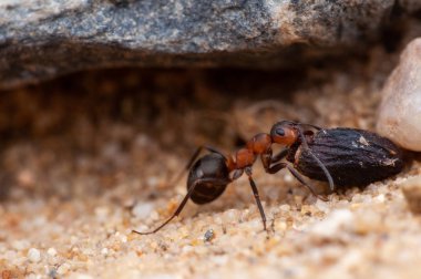 karınca, makro fotoğraf, makro