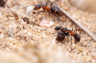 karınca, makro fotoğraf, makro