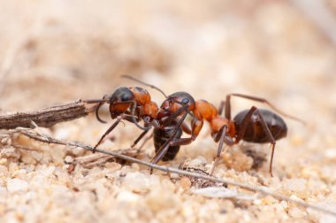 karınca, makro fotoğraf, makro