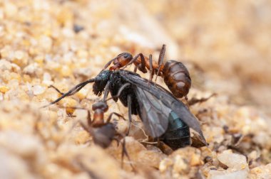 ant life, macro shoot clipart