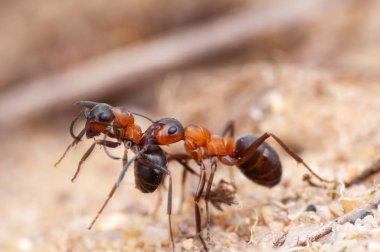 Karınca hayatı, makro çekim.
