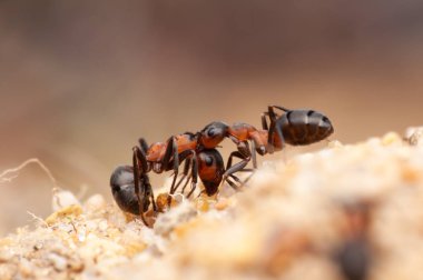 Karınca hayatı, makro çekim.
