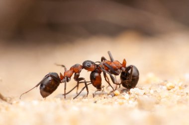Karınca hayatı, makro çekim.