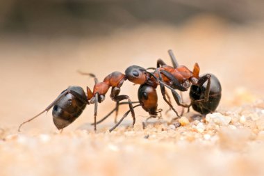 Karınca hayatı, makro çekim.