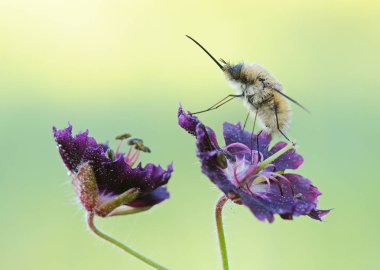 Küçük hayvan, makro fotoğraf.
