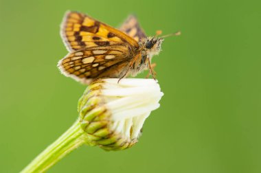 little animal, macro photography
