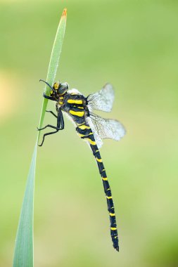 little animal, macro photography