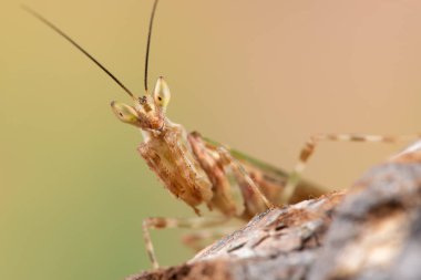Creobroter gemmatus litlle mantis