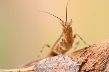 Creobroter gemmatus litlle mantis