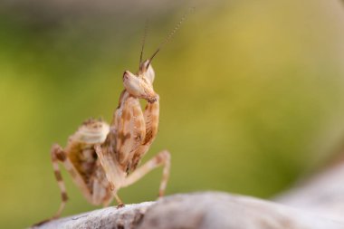 Creobroter gemmatus litlle mantis