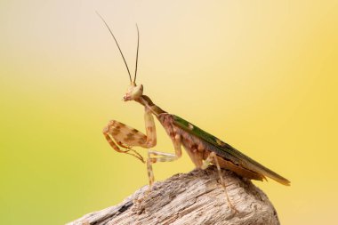 Creobroter gemmatus litlle mantis