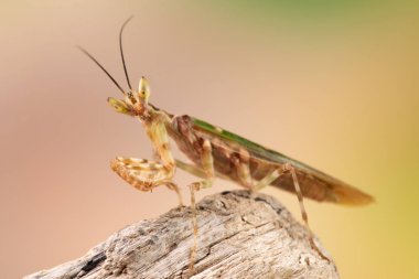 Creobroter gemmatus litlle mantis