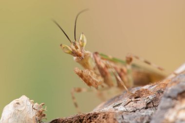 Creobroter gemmatus litlle mantis
