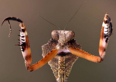 deroplatys truncata a mantis