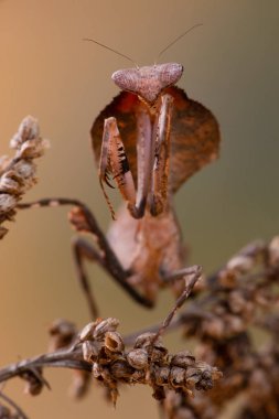 deroplatys truncata a mantis