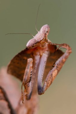 deroplatys truncata a mantis