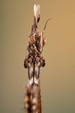 Vurgu fasciata peygamberdevesi, böcek