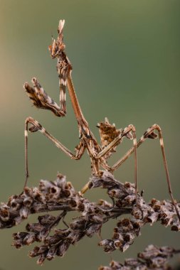 Vurgu fasciata peygamberdevesi, böcek