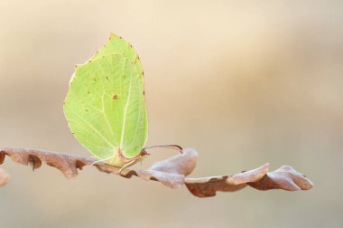Gonepteryx rhamni küçük kelebek 