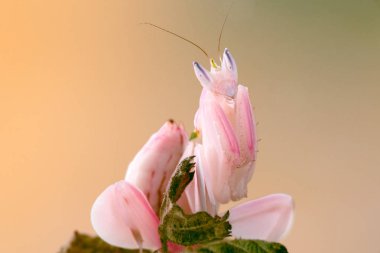 Hymenopus coronatus a little mantis 