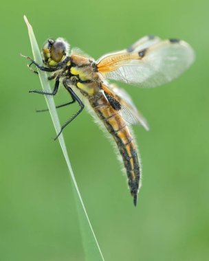 Libellula kuadrimaculata, makro yusufçuk