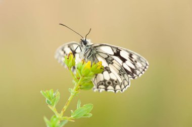 Melanargia galathea a butterfly 