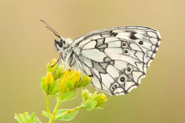 Melanargia galathea a butterfly 
