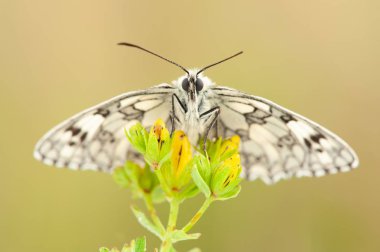 Melanargia galathea a butterfly 
