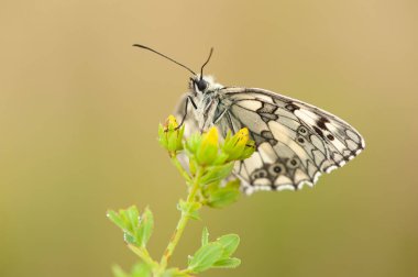 Melanargia galathea a butterfly 