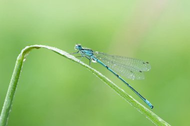 Odonata, yusufçukları kuşatan etobur böceklerden oluşan bir tarikat.