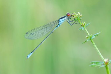 Odonata, yusufçukları kuşatan etobur böceklerden oluşan bir tarikat.