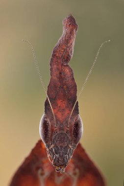 paradoksa kahverengi peygamber devesi yakın çekim